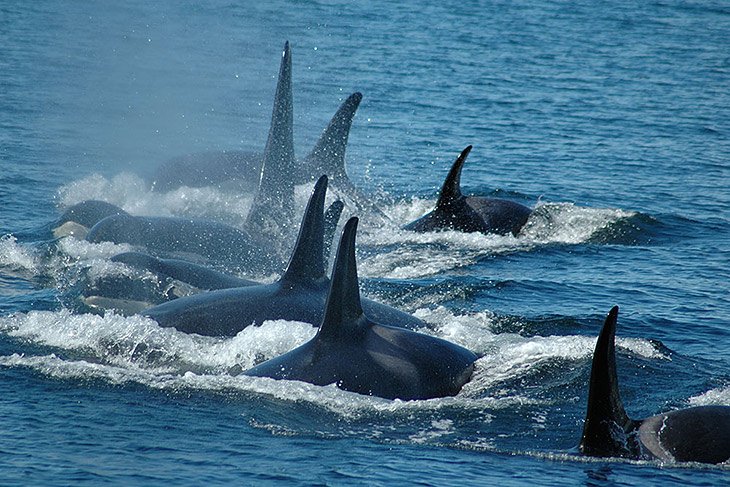 Featured Whale Watching – British Columbia Travel and Adventure Vacations