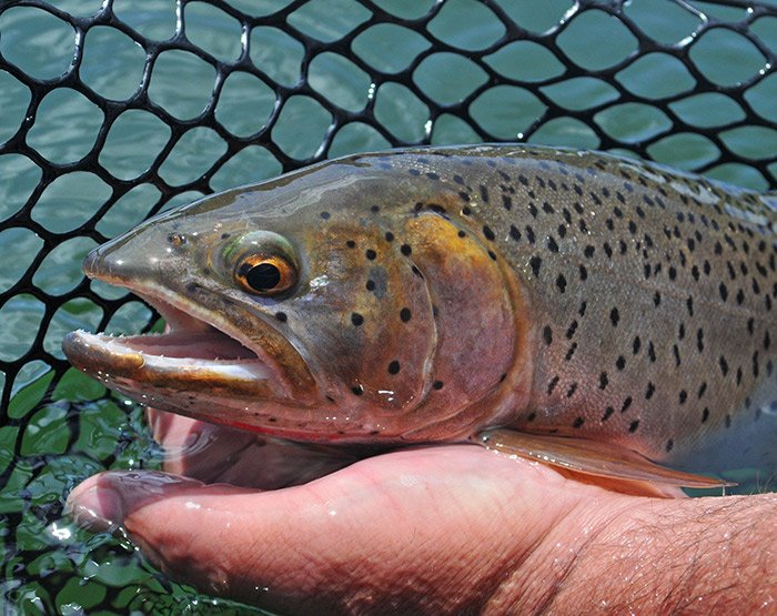 Cutthroat Trout, British Columbia, Canada