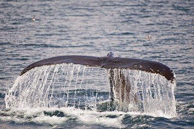 Photo of Discovery Marine Safaris Photo of Discovery Marine Safaris