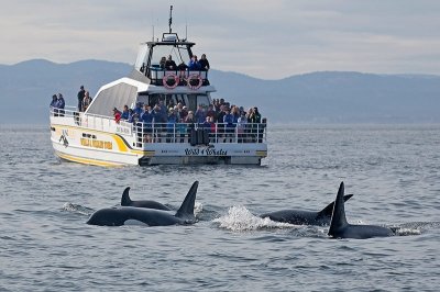 Photo of Eagle Wing Tours Whale Watching Photo of Eagle Wing Tours Whale Watching