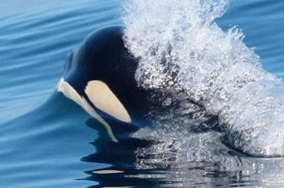 Photo of Five Star Whale Watching Adventures Photo of Five Star Whale Watching Adventures