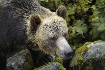Photo of Grizzly Bear Lodge & Safari Photo of Grizzly Bear Lodge & Safari