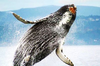 Photo of Orca Spirit Adventures Photo of Orca Spirit Adventures