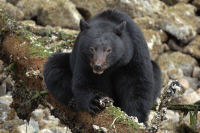 Photo of Remote Passages Marine Excursions Photo of Remote Passages Marine Excursions