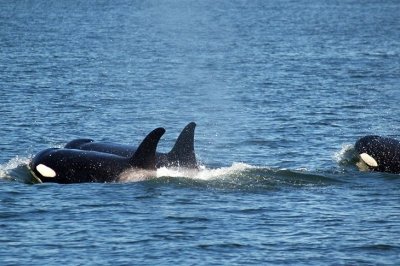 Photo of Steveston Seabreeze Adventures Photo of Steveston Seabreeze Adventures