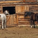 horse-barn-nimpo-lake-highway20-chilcotin-british-columbia