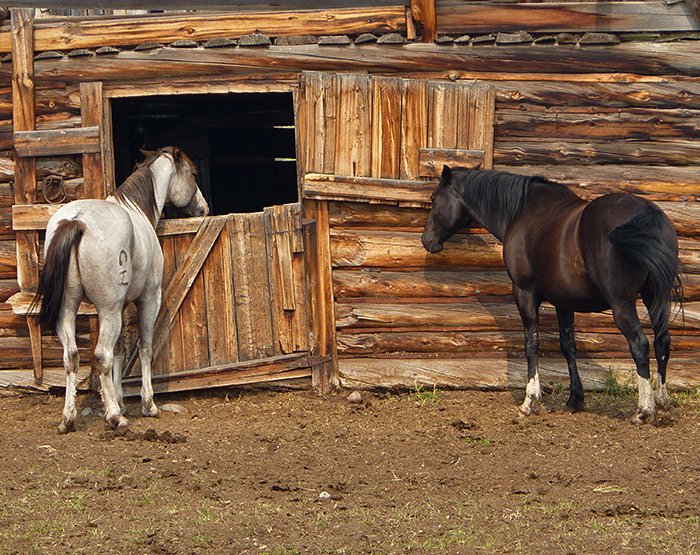 horse-barn-nimpo-lake-highway20-chilcotin-british-columbia