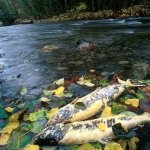 salmon-spawning-goldstream-victoria-vancouver-island-british-columbia