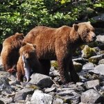 Grizzly Bear mother and cubs, Great Bear Rainforest, British Columbia, Cnada.