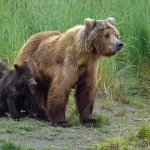 Grizzly bear and cubs in British Columbia, Canada