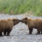Grizzly bear smooching in British Columbia, Canada
