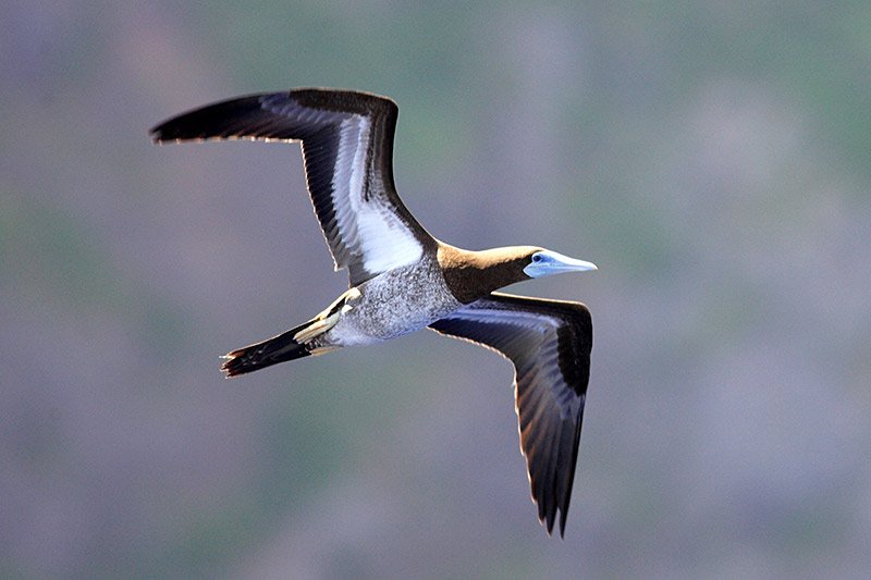 Brown Boobies, Warm Blobs and El Nino in British Columbia, Canada