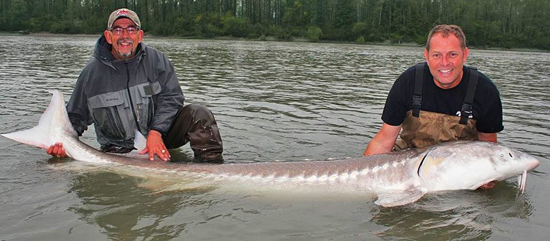 Fall Salmon and Sturgeon Fishing by Vic Carrao, STS Guiding Service in Vancouver, British Columbia