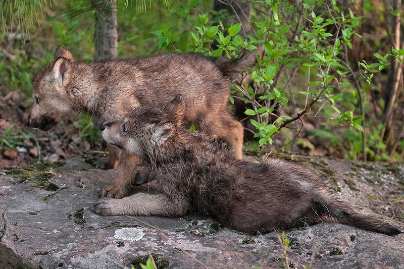 Wolf Pups: Raincoast Conservation: Pam and Miley are right about B.C. Wolf Cull, British Columbia, Canada