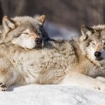 Resting Grey Wolves: Raincoast Conservation: Pam and Miley are right about B.C. Wolf Cull, British Columbia, Canada