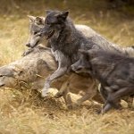 Saving Wolves With Compassionate Conservation: The Killing Must Stop in British Columbia, Canada.