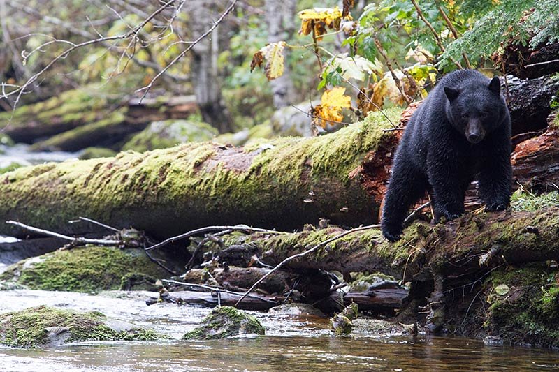 Grizzly Hunter departs BC with Rich Array of Trophies, British Columbia, Canada. Black Bear Fishing. Photo Rebecca Boyd