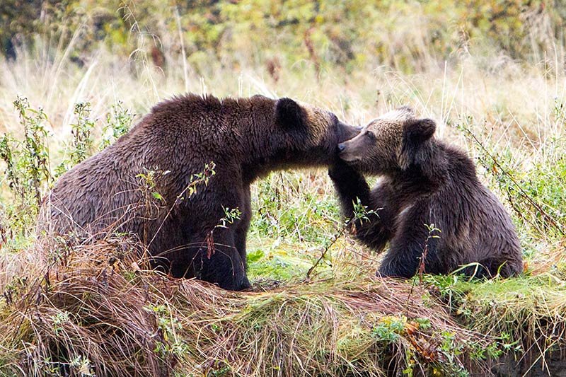 Grizzly Hunter departs BC with Rich Array of Trophies, British Columbia, Canada. Grizzly cub nuzzling its mother. Photo Rebecca Boyd