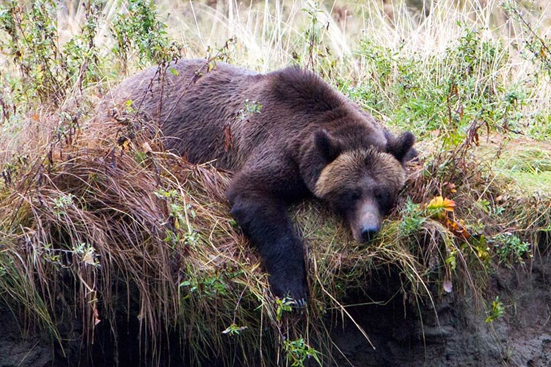 Grizzly Hunter departs BC with Rich Array of Trophies, British Columbia, Canada. Grizzly Bear resting. Photo Rebecca Boyd