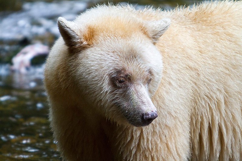 Grizzly Hunter departs BC with Rich Array of Trophies, British Columbia, Canada. Spirit Bear. Photo Rebecca Boyd