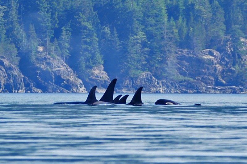 Kayaking & Camping in Canada’s West Coast Wilderness, with Wildcoast Adventures, British Columbia