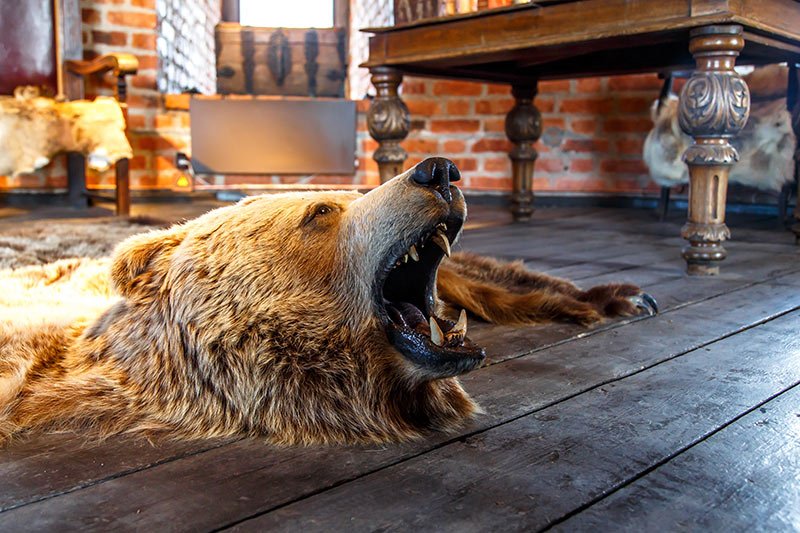 Grizzly Bear Rug. Trophy Hunting: No Right to Kill Wild Animals, British Columbia, Canada
