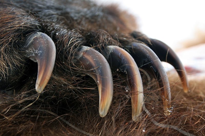 Grizzly Bear Claw. Trophy Hunting: No Right to Kill Wild Animals, British Columbia, Canada