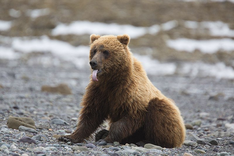 Grizzly Bear: We need to end the Grizzly Bear Trophy Hunt in British Columbia, Canada