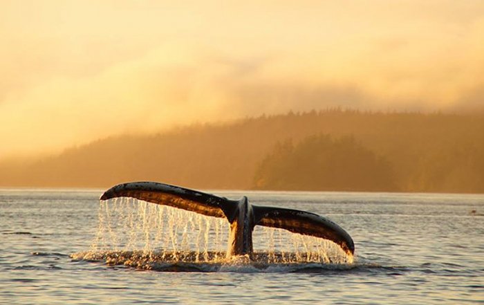 Humpback Whale Tail: Orca Dreams offers kayaking, whale watching and luxury camping on Compton Island, Blackney Pass, British Columbia