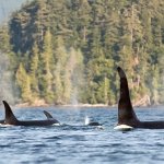 Killer Whales: Orca Dreams offers kayaking, whale watching and luxury camping on Compton Island, Blackney Pass, British Columbia