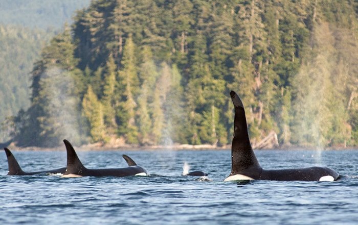Killer Whales: Orca Dreams offers kayaking, whale watching and luxury camping on Compton Island, Blackney Pass, British Columbia