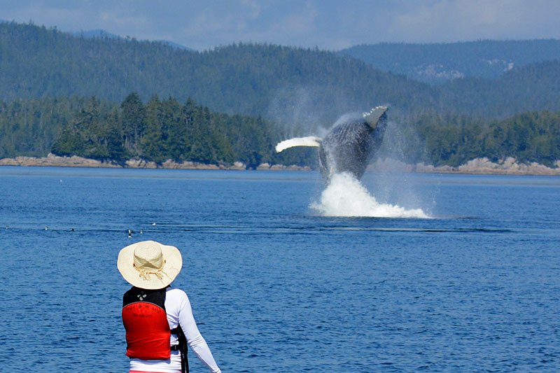 Paddle Boarder viewing a breaching Humpback Whale: Orca Dreams offers kayaking, whale watching and luxury camping on Compton Island, Blackney Pass, British Columbia