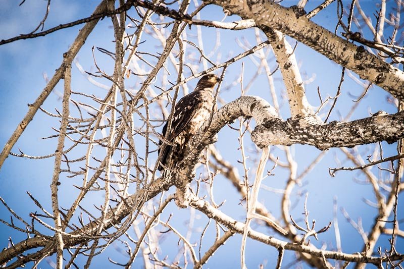 An eagle peeks out from the trees in the Peace River valley, Northern British Columbia. Photo: Tristan Brand.