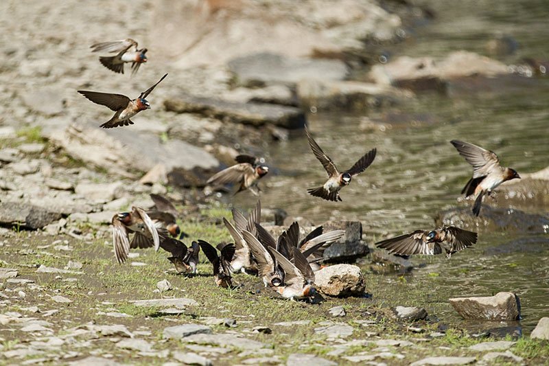 Cliff swallows along the shoreline at the confluence of the Peace and Halfway rivers. Photo: Tristan Brand.
