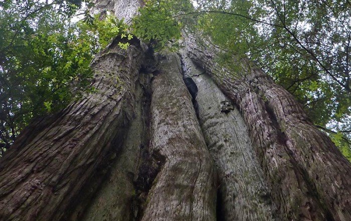 Ancient Cedar tree in British Columbia, Canada.