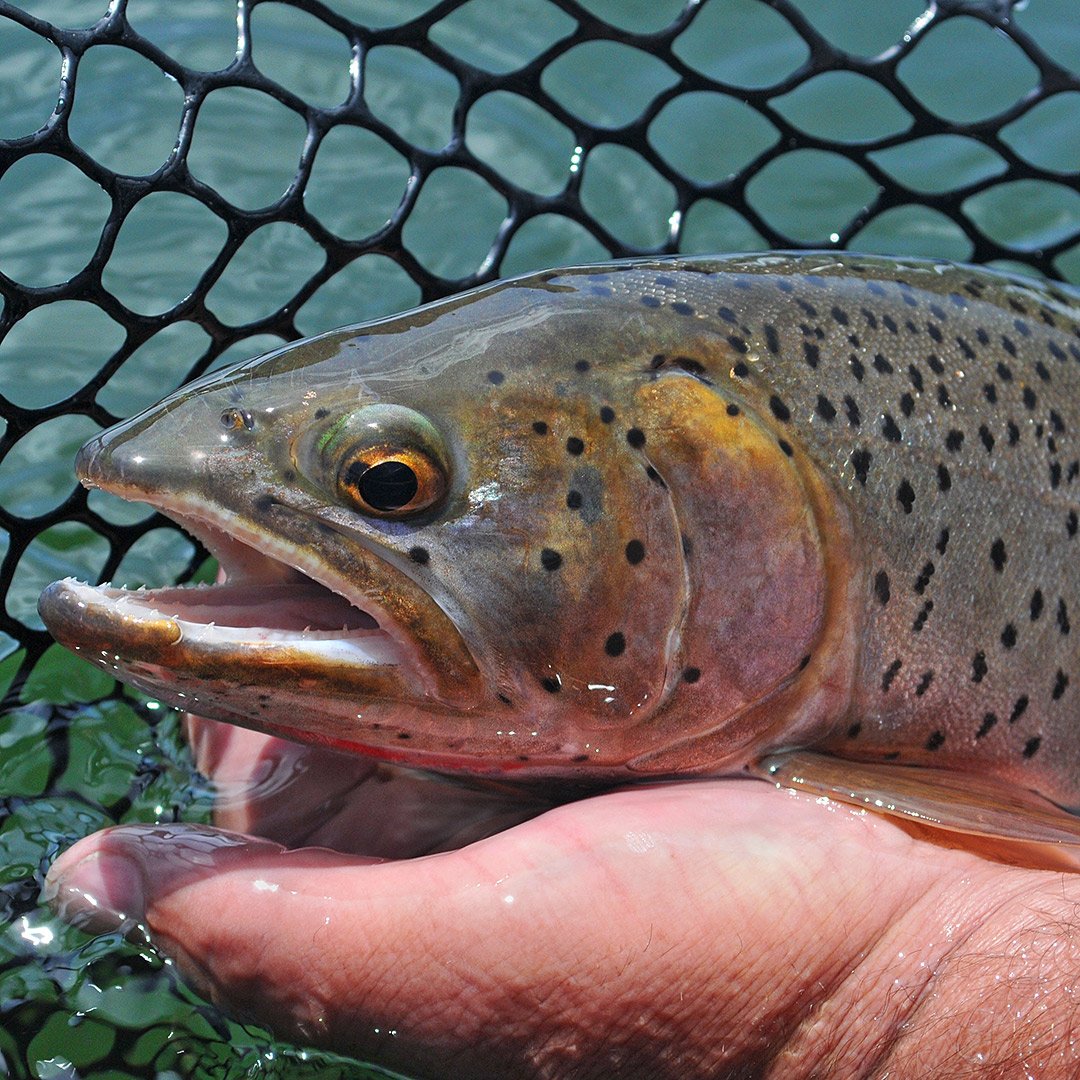 fishing cutthroat trout british columbia canada 47043561 - British Columbia