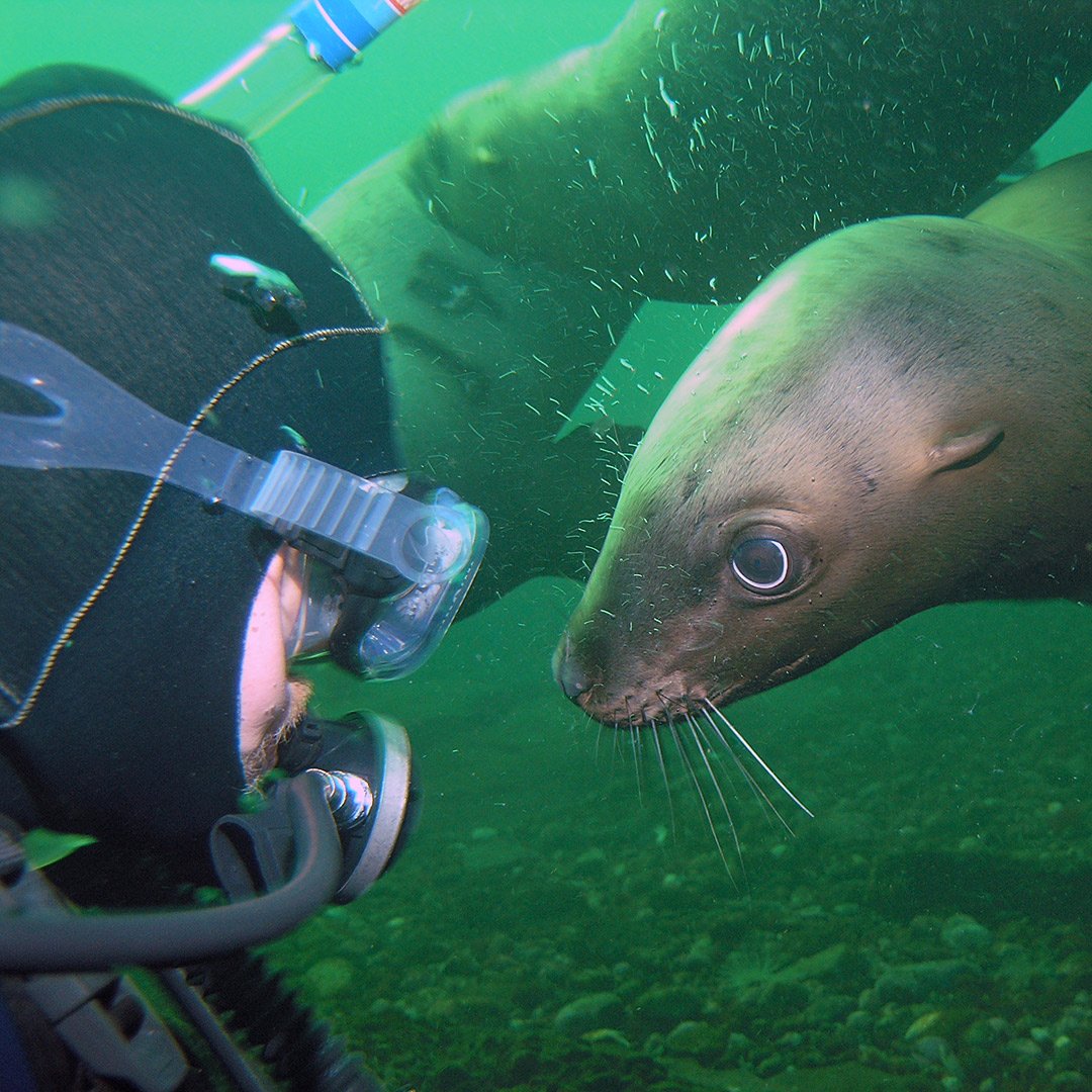 wildlife california sealion scuba diver british columbia canada 6337440 - British Columbia