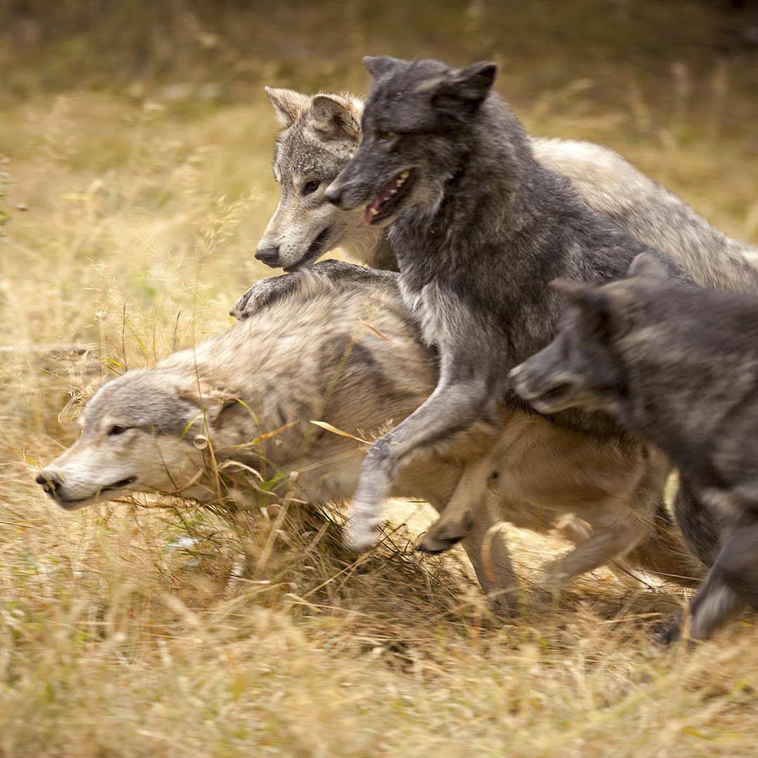 wildlife wolf pack british columbia 73128656 - British Columbia