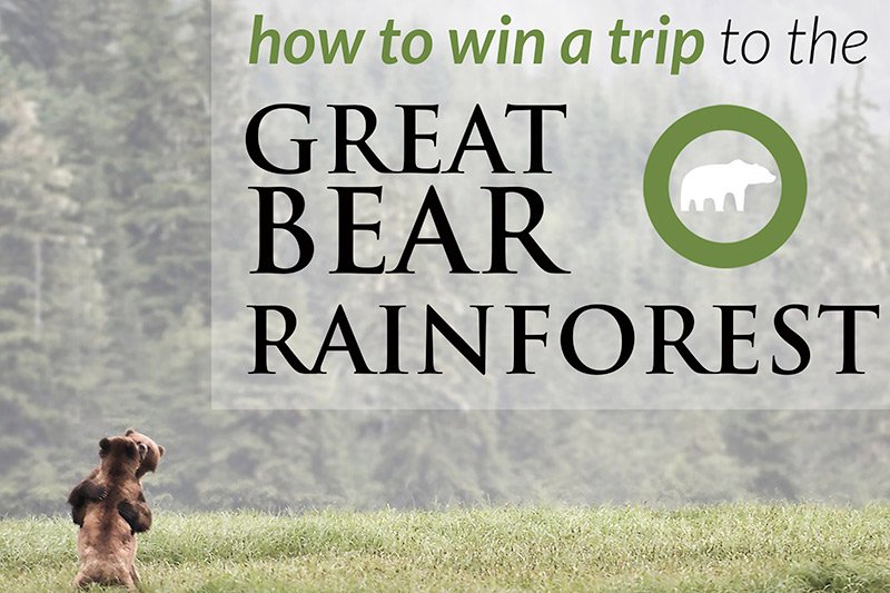 Eat Chocolate, Save the Bears and Win a trip to the Great Bear Rainforest with the Raincoast Conservation Foundation, British Columbia