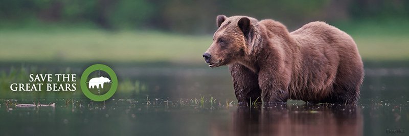 Eat Chocolate, Save the Bears and Win a trip to the Great Bear Rainforest with the Raincoast Conservation Foundation, British Columbia