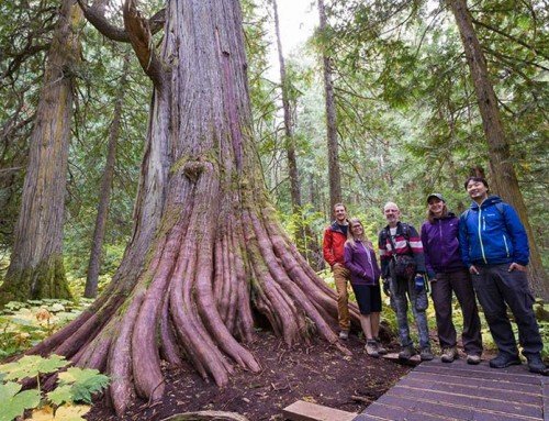 Ancient Forest / Chun T’oh Whudujut Provincial Park, BC