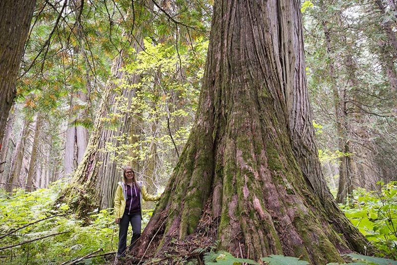 Perthanon Grove, Prince George, British Columbia. Photo: Ancient Forest Alliance