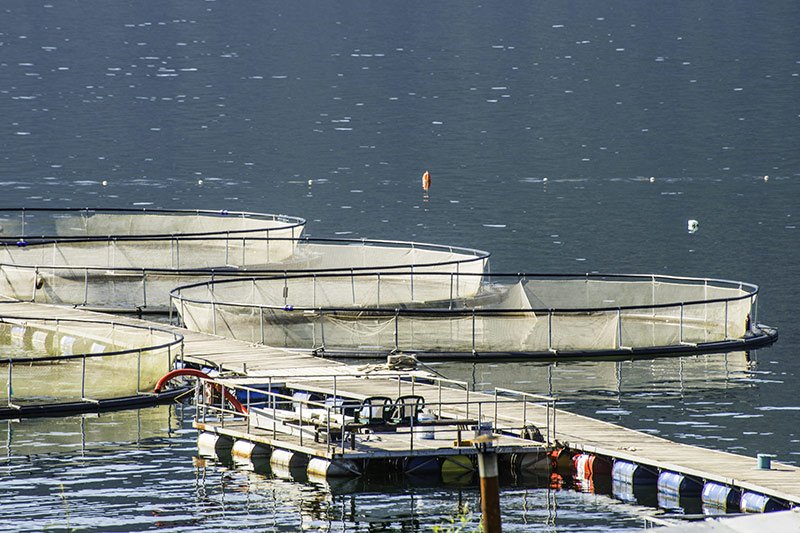 Union of BC Municipalities Vote to Reject Open Net-pen Salmon Farms
