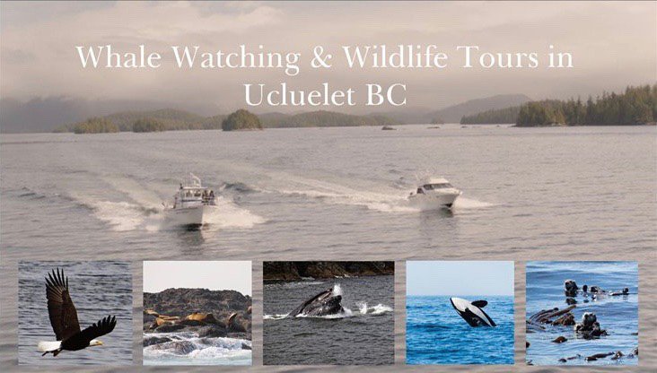 Cameron Ocean Adventures, Whale Watching and Fishing in Ucluelet, Vancouver Island, British Columbia