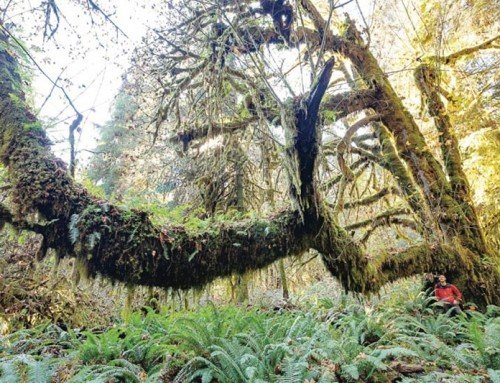 Mossome Grove of Sitka Spruce and Bigleaf Maples located near Port Renfrew