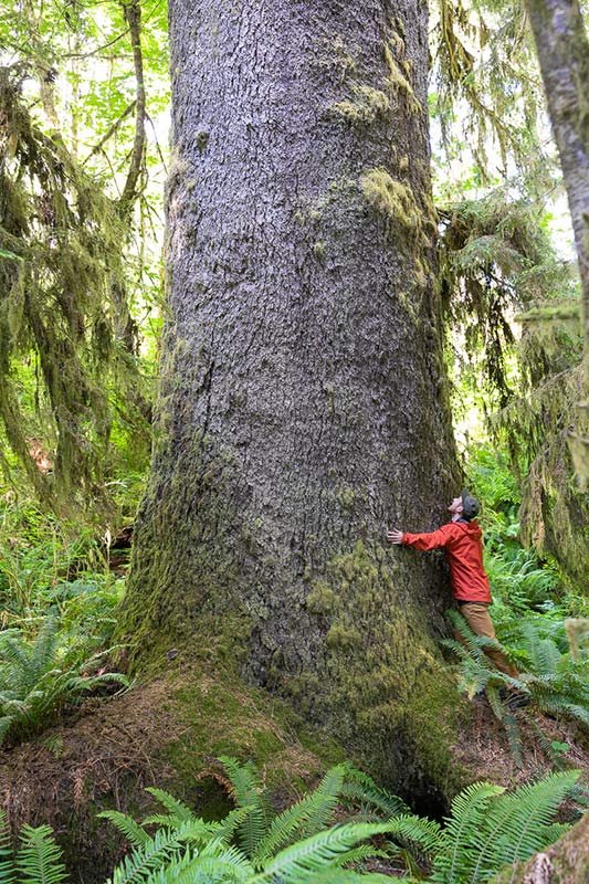 Giant Sitka Spruce in Mossome Grove, Port Renfrew, Vancouver Island, British Columbia, Canada