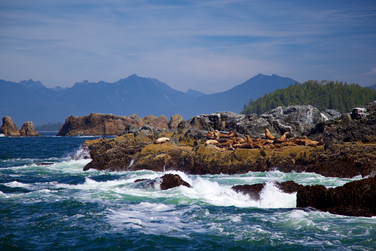 Sea Lion colony resting on a small islet in the Broken Group islands in the Barkley Sound off Vancouver Island