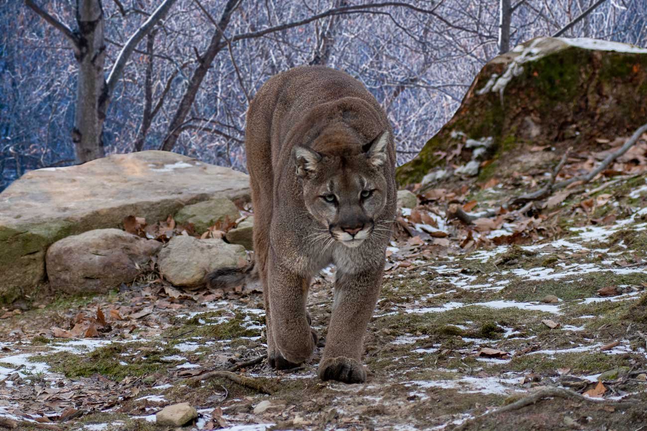 Safety Guide for Cougars in British Columbia Canada