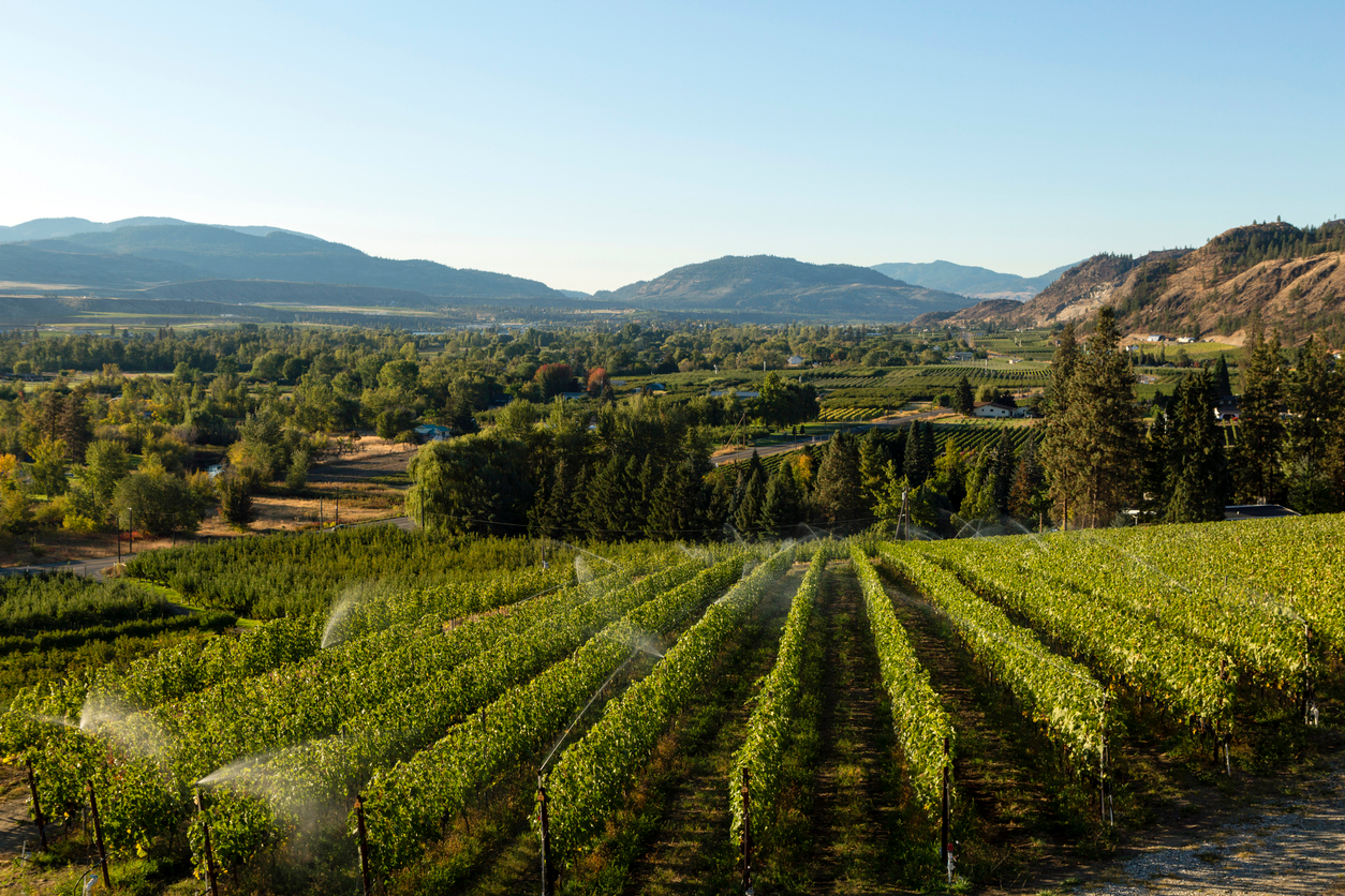 Winery vineyard located in Osoyoos, British Columbia.