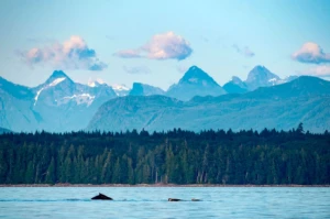 Sooke wildlife whale watching